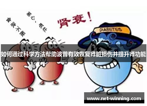 如何通过科学方法帮助波普有效恢复肾脏损伤并提升肾功能 如何通过科学方法帮助波普有效恢复肾脏损伤并提升肾功能